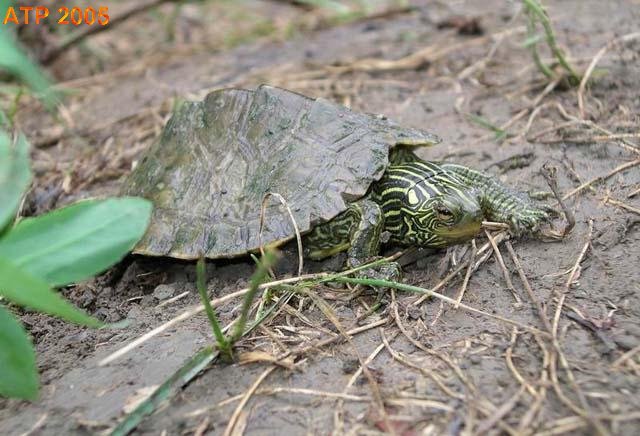 Northern Map Turtle Care