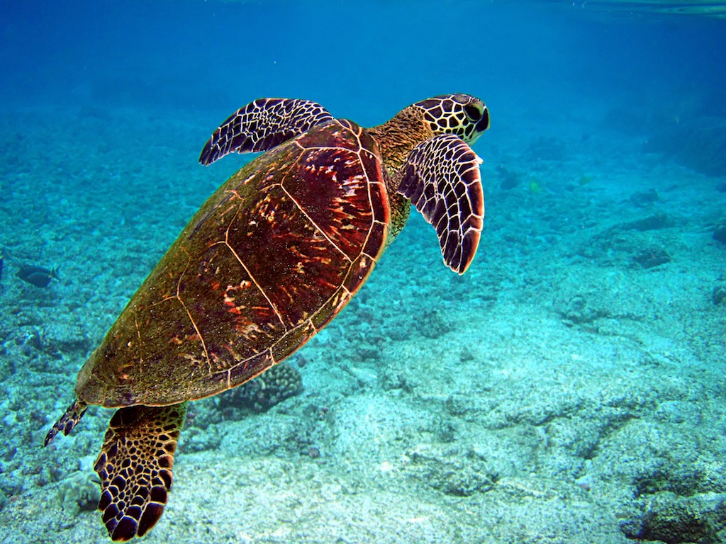 Sea Turtle Species Identification