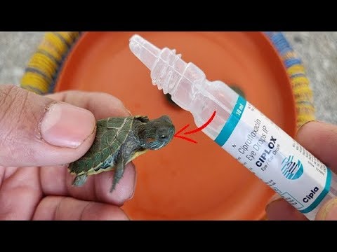 Turtle Eye Infection Treatment