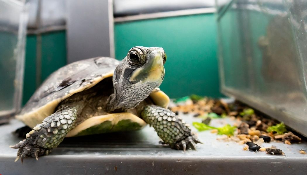 Can a Dirty Turtle Tank Make You Sick? Turtlean