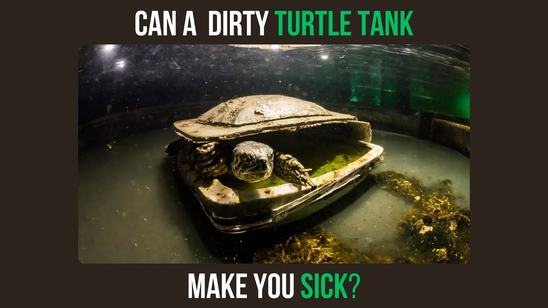 Can a Dirty Turtle Tank Make You Sick
