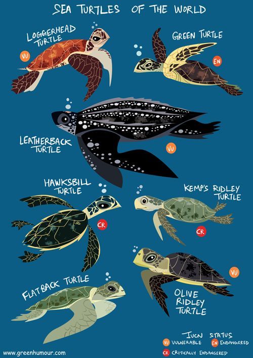 Are All 7 Species of Sea Turtles Endangered