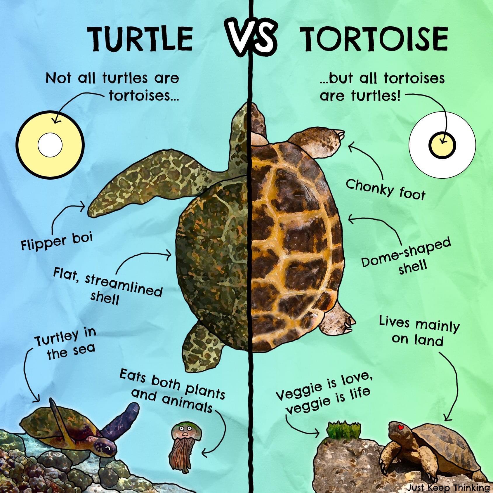 Are All Tortoises Turtles