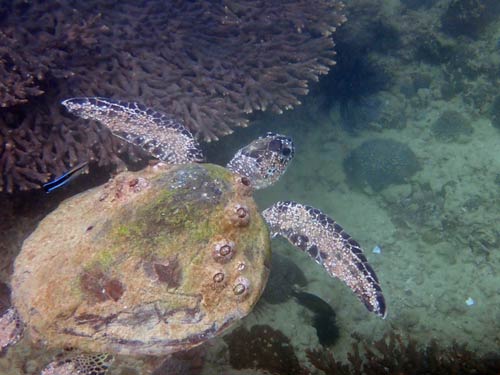 Are Barnacles Harmful to Sea Turtles