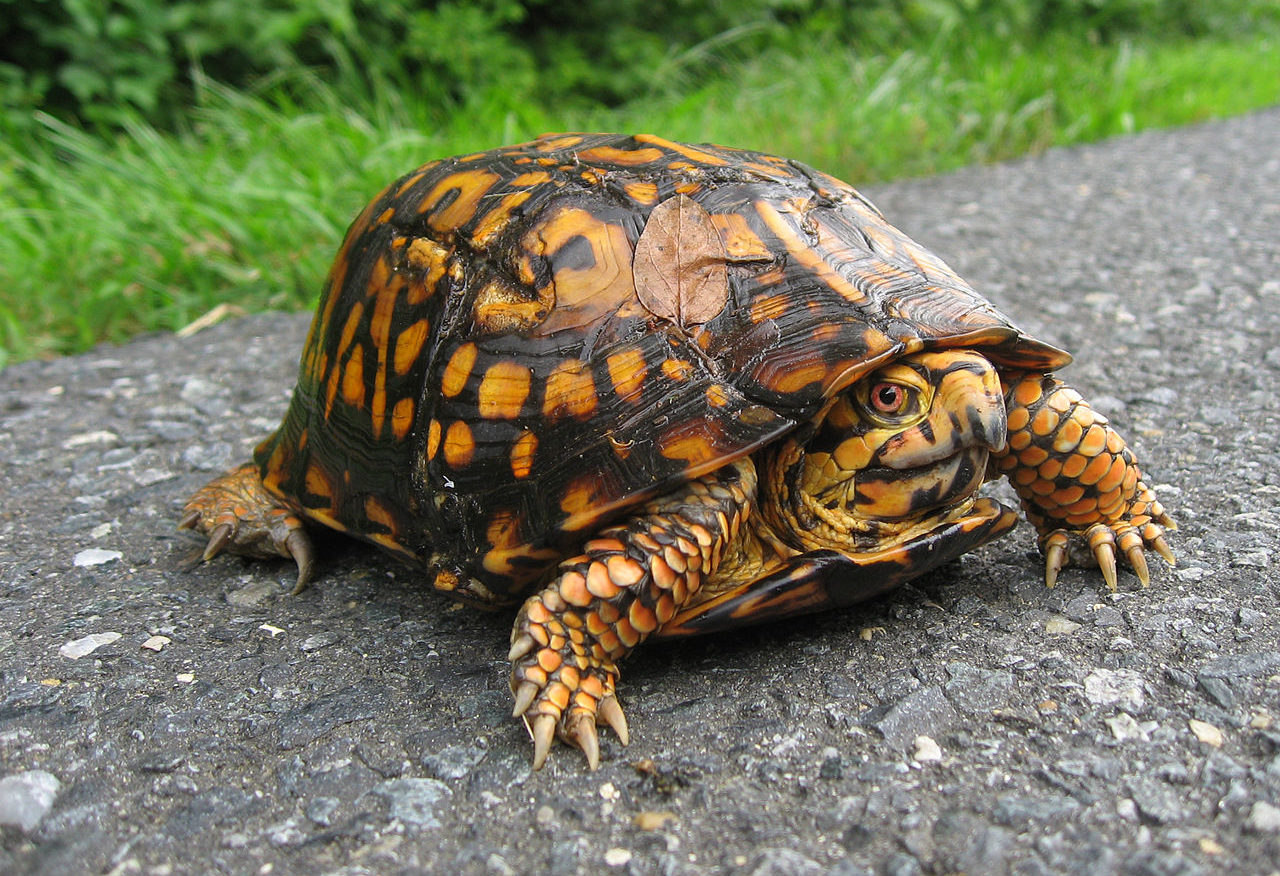 Are Box Turtles Tortoises