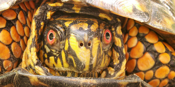 Are Eastern Box Turtles Dangerous