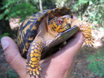 Are Eastern Box Turtles Friendly
