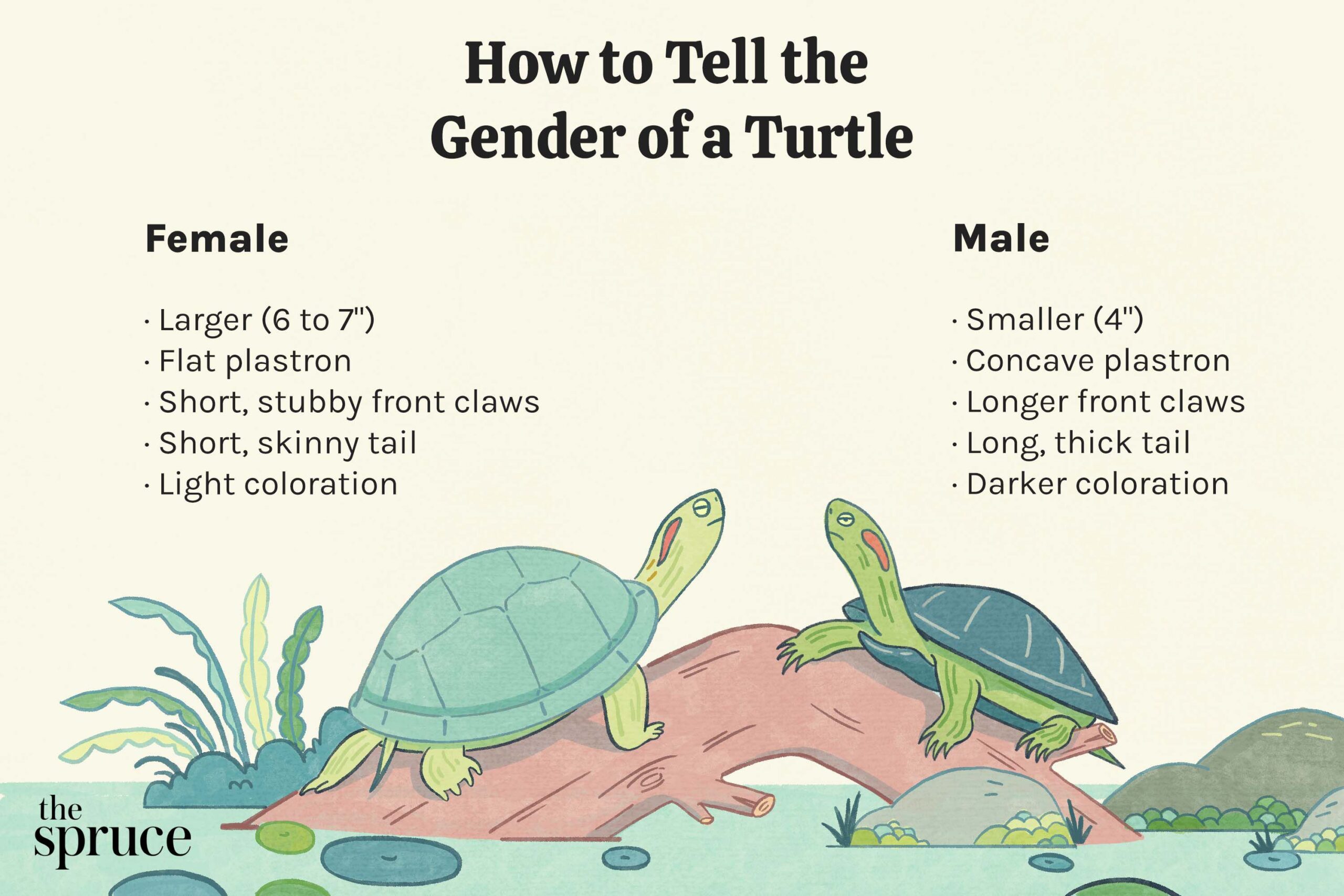 Are Female Turtles Bigger Than Males