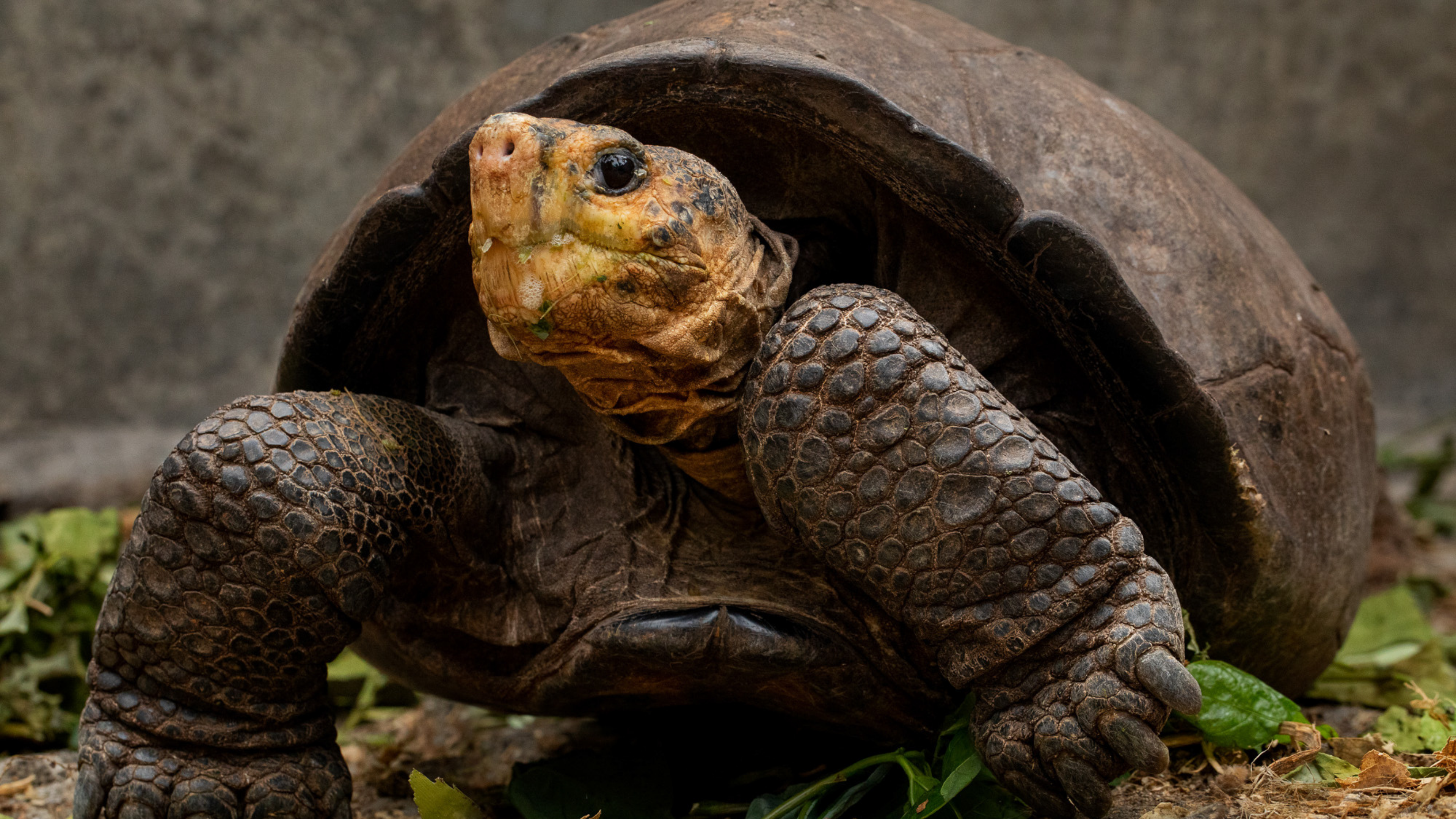 Are Galapagos Turtles Extinct