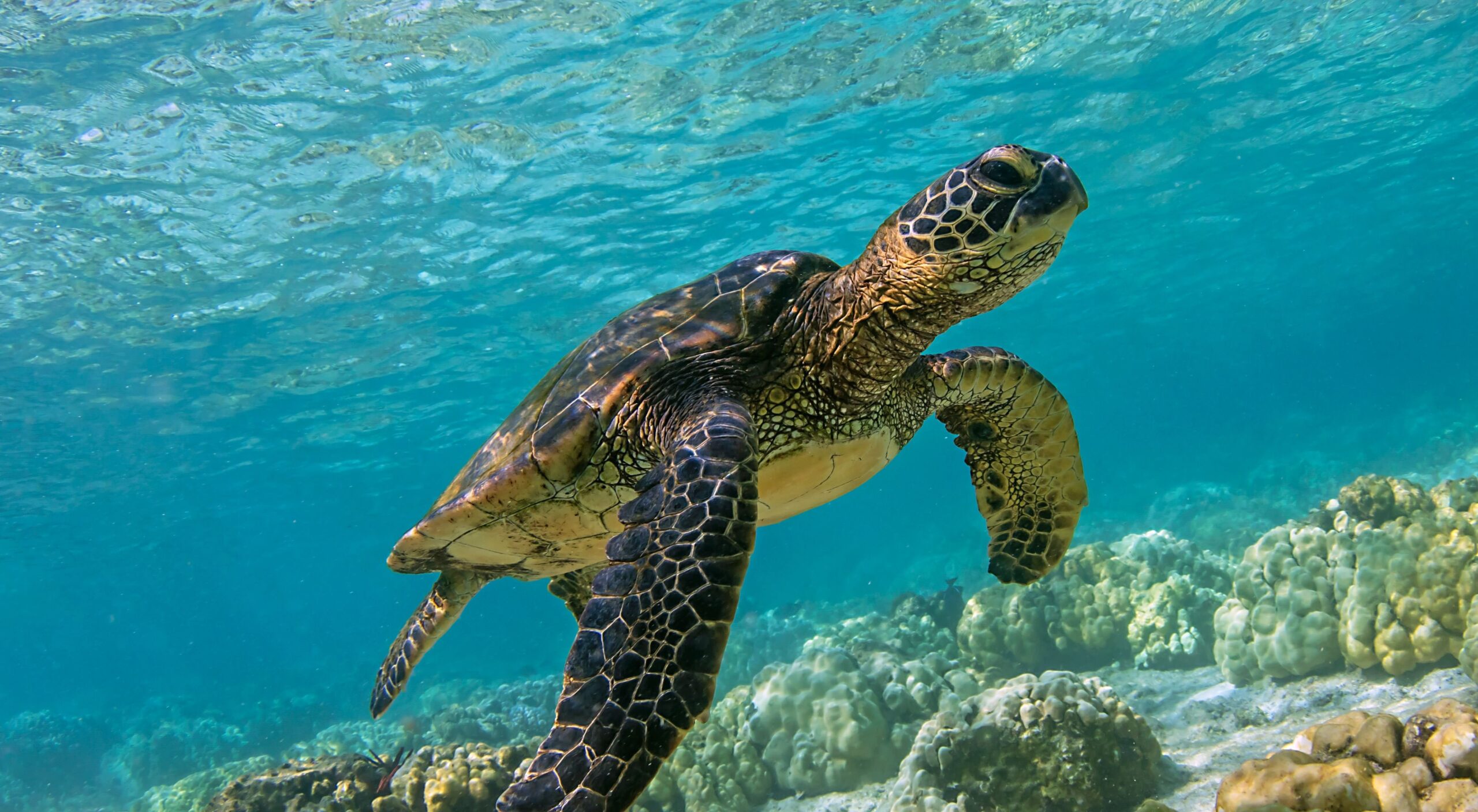Are Green Sea Turtles Endangered