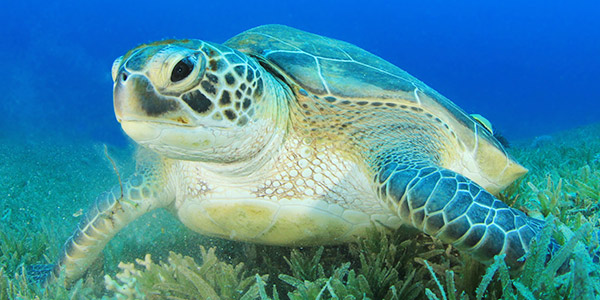 Are Green Sea Turtles Omnivores