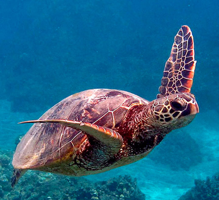 Are Hawaiian Sea Turtles Endangered