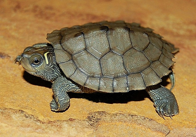Are Map Turtles Aggressive