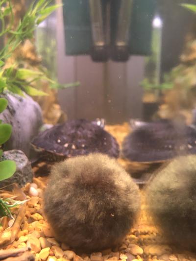 Are Moss Balls Good for Turtle Tanks