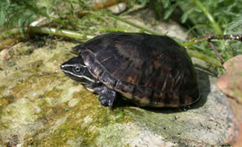 Are Musk Turtles Nocturnal