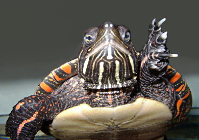 Are Painted Turtles Endangered