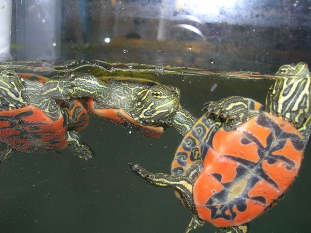 Are Red-Bellied Turtles Dangerous