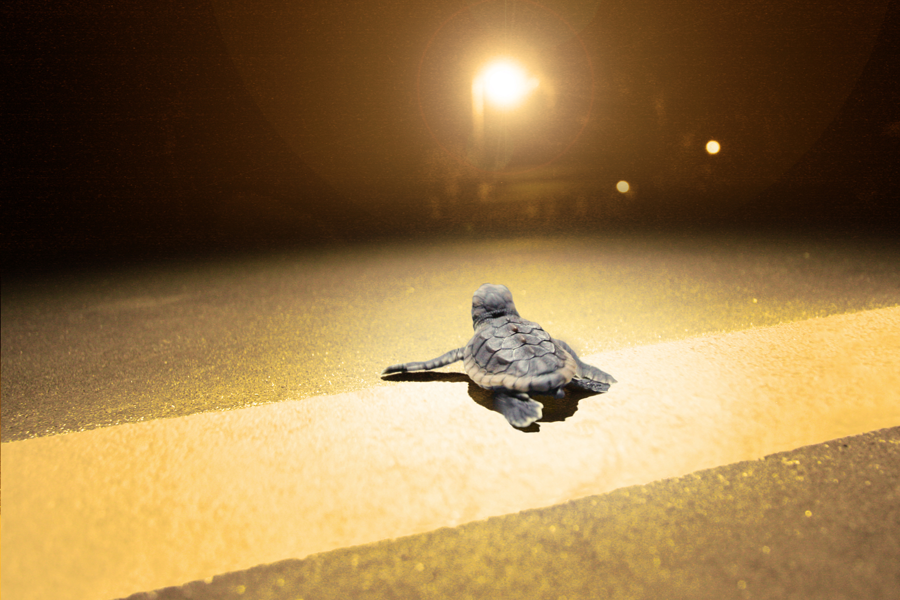Are Sea Turtles Attracted to Light