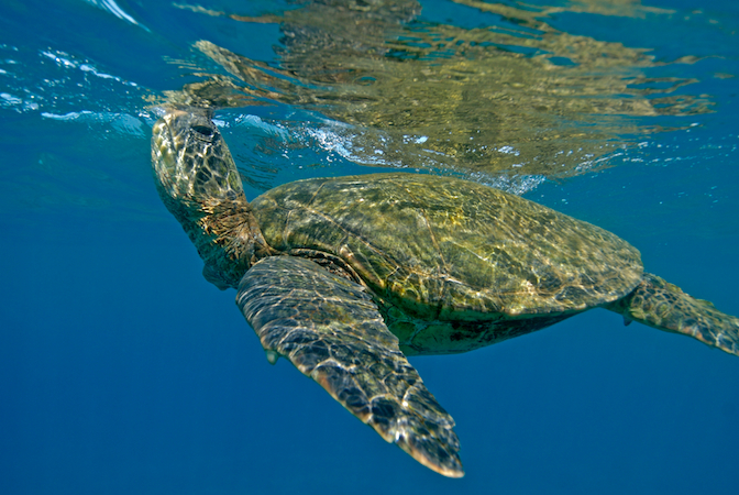 Are Sea Turtles Herbivores Carnivores Or Omnivores