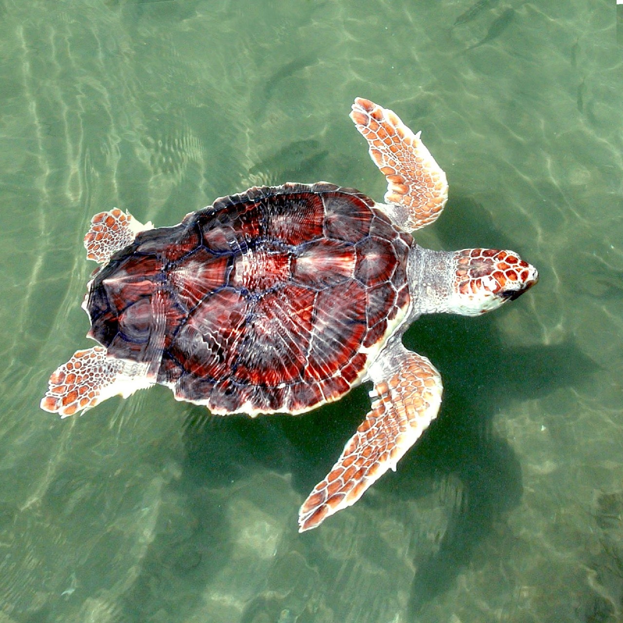 Are Sea Turtles Mammals Or Reptiles