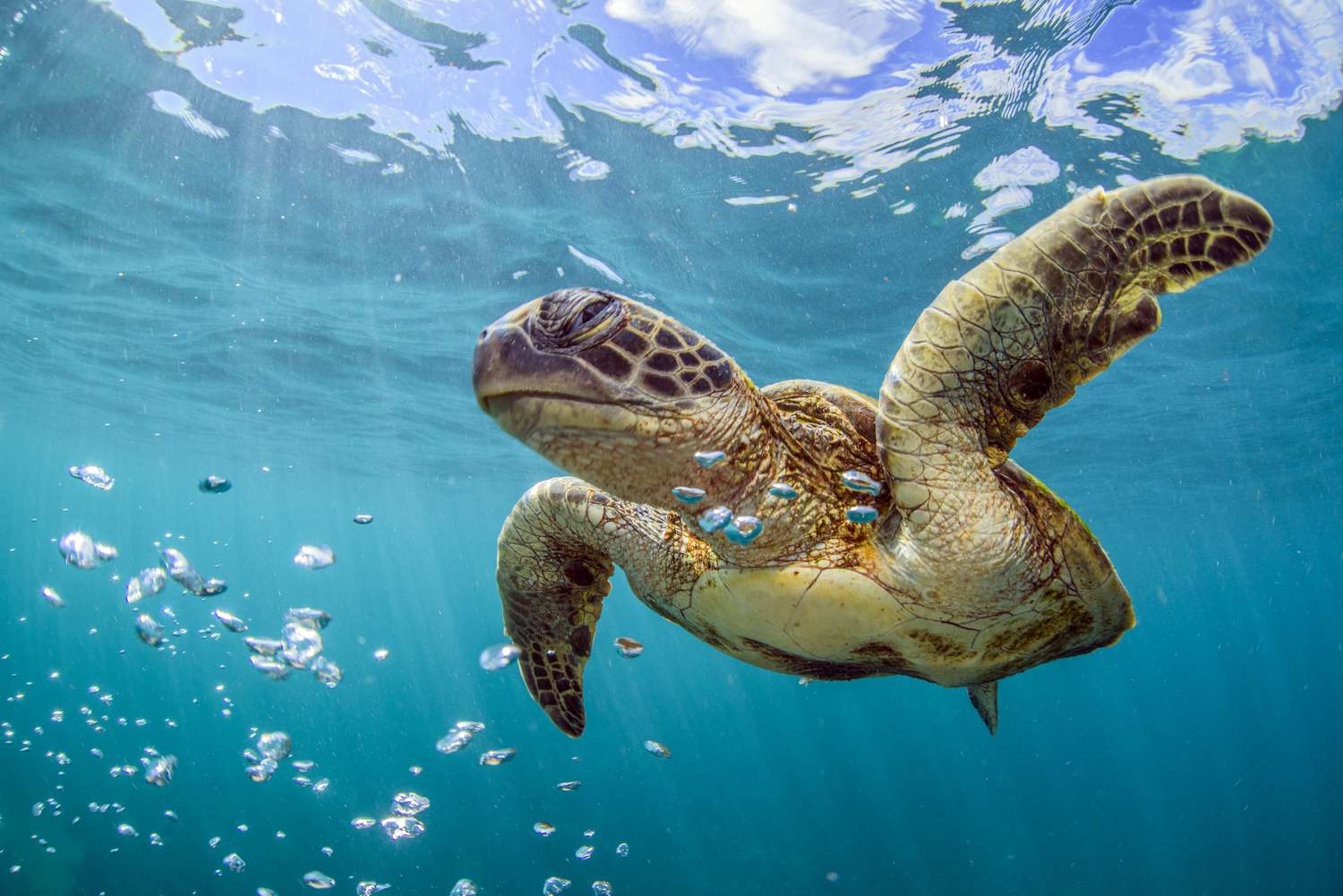 Are Sea Turtles Oviparous