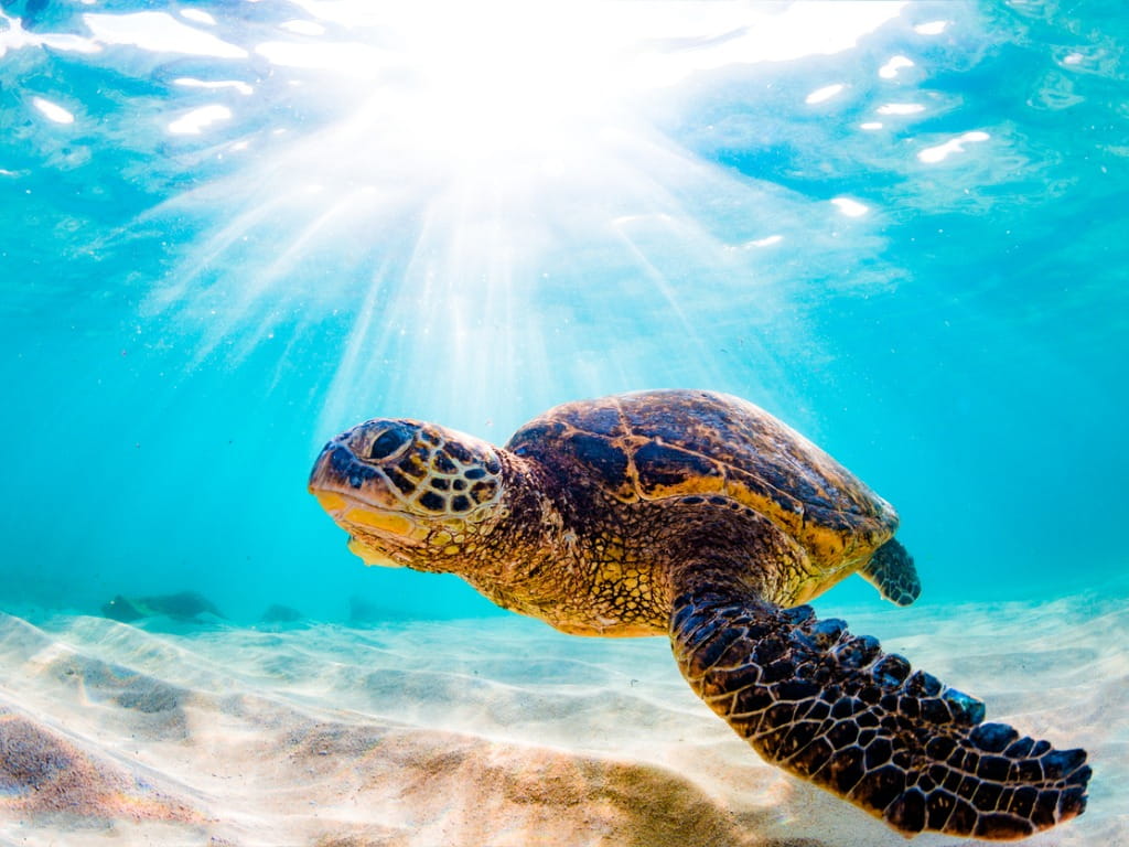 Are Sea Turtles Poisonous
