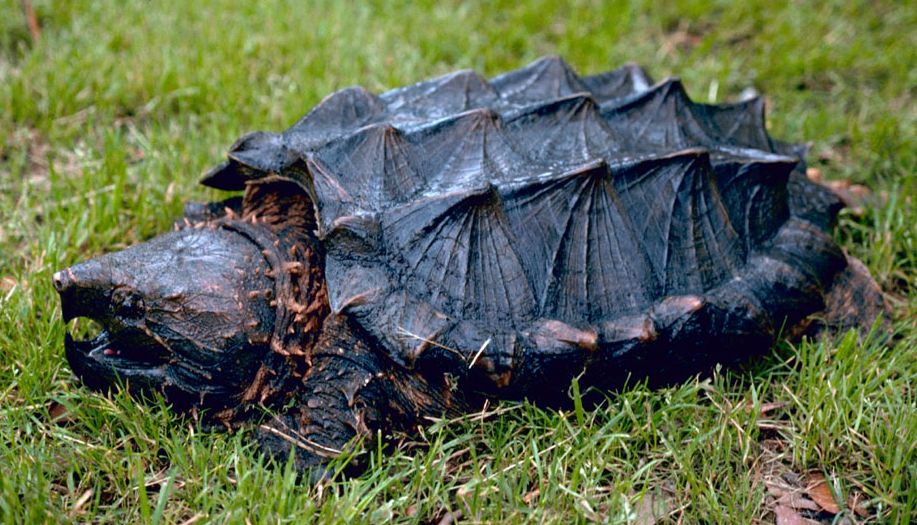 Are Snapping Turtles Carnivores
