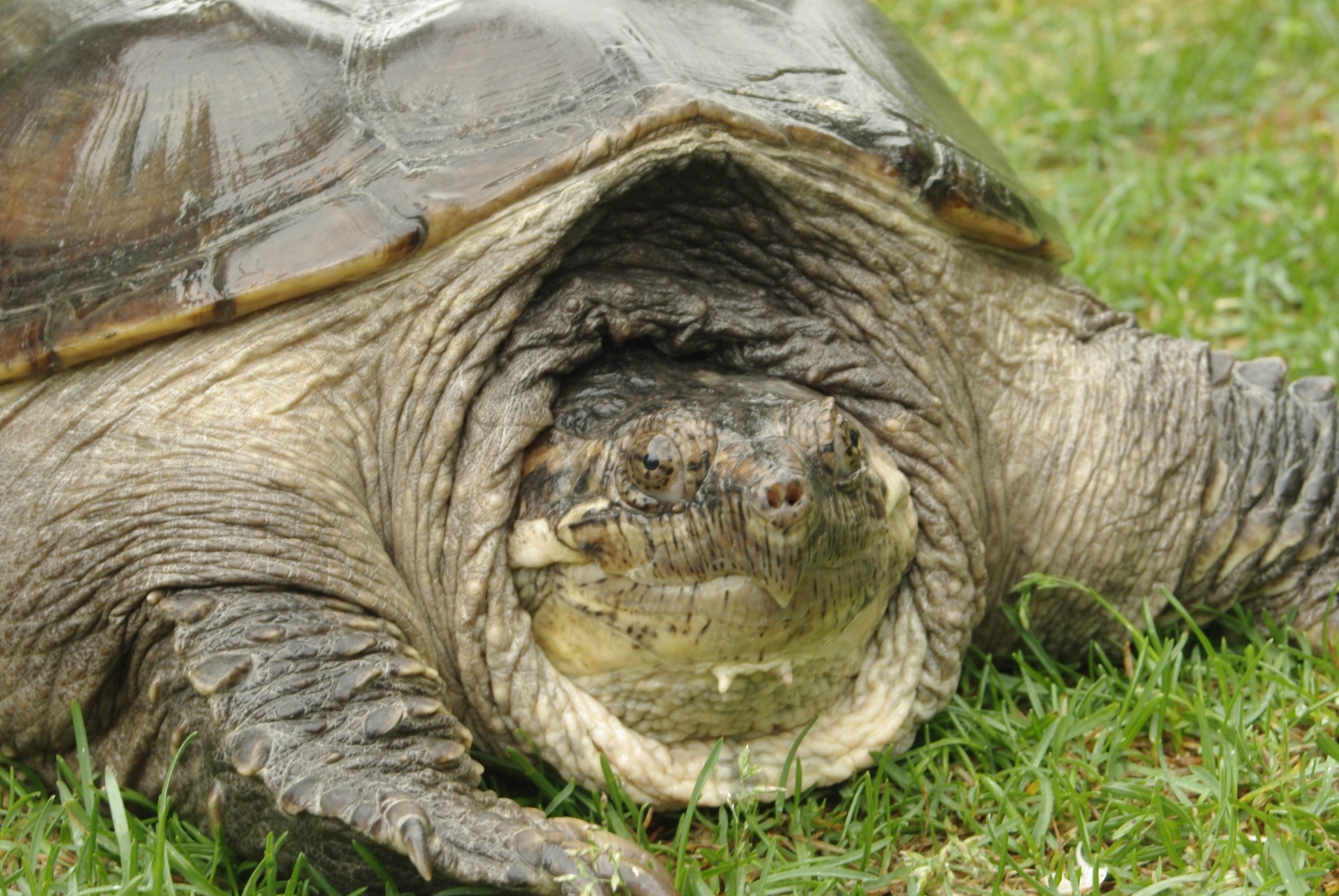 Are Snapping Turtles Dangerous to Dogs