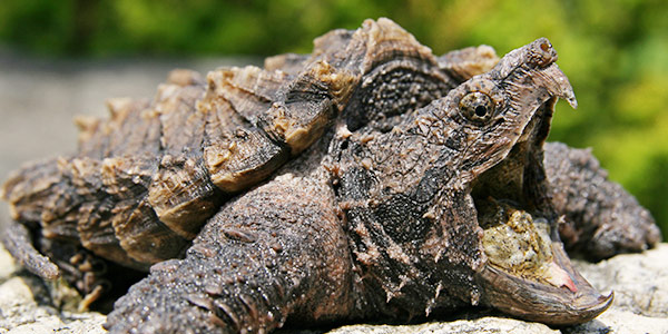 Are Snapping Turtles Endangered