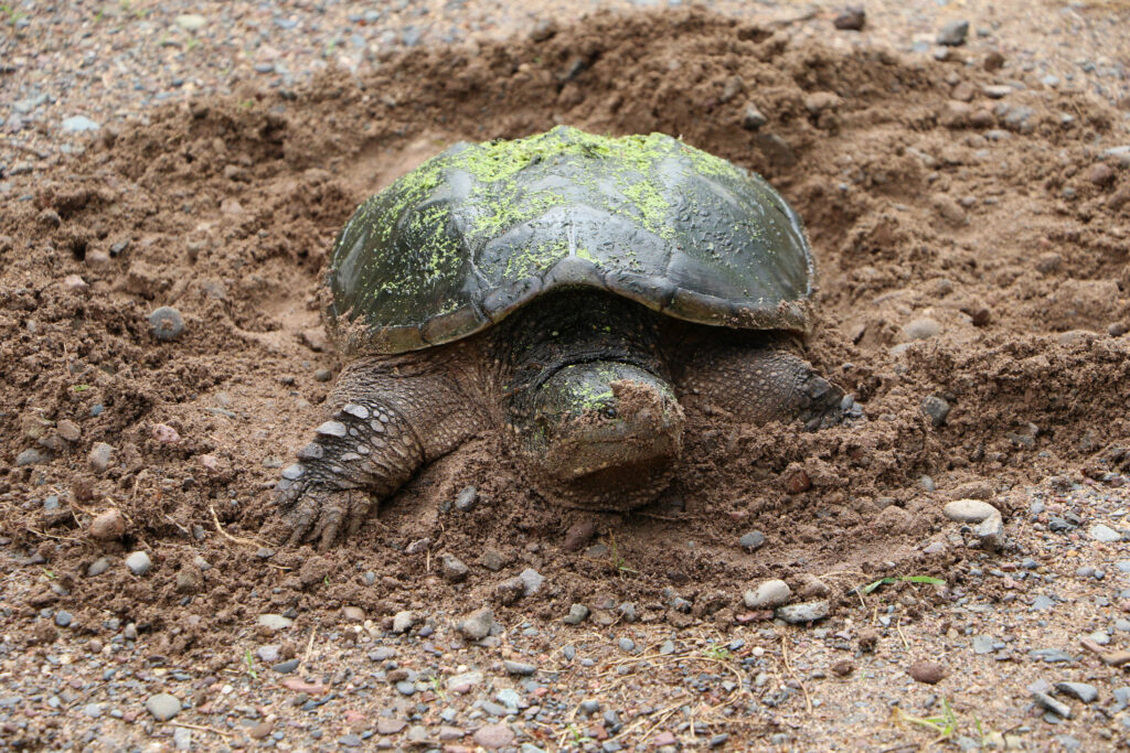 Are Snapping Turtles Protected in Wisconsin? - Turtlean