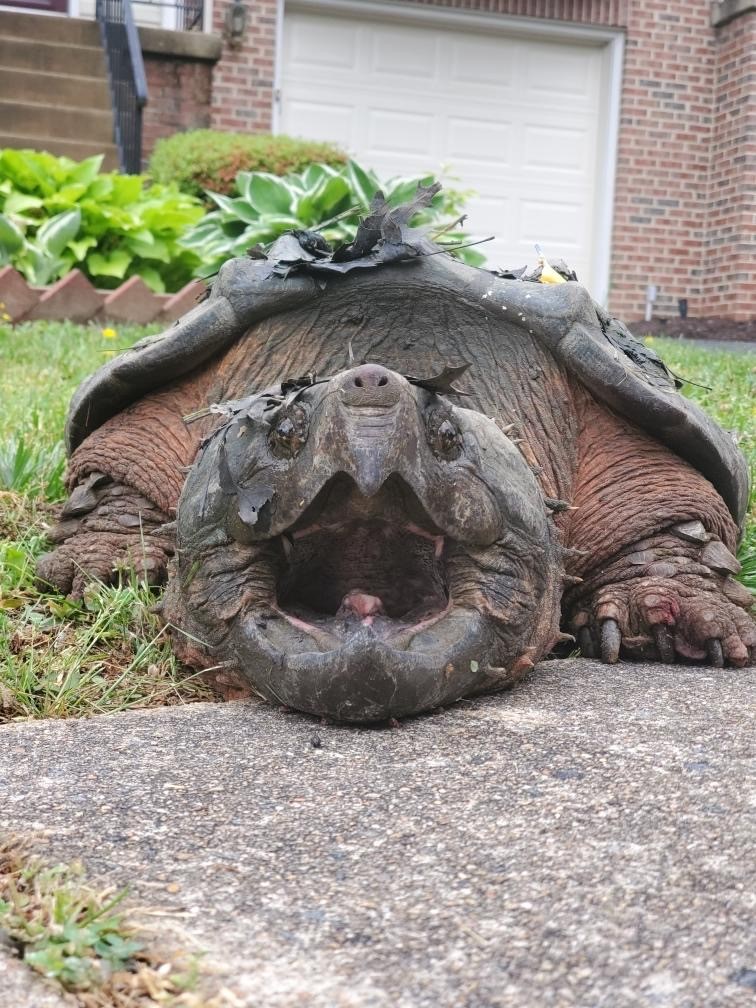 Are Snapping Turtles Protected