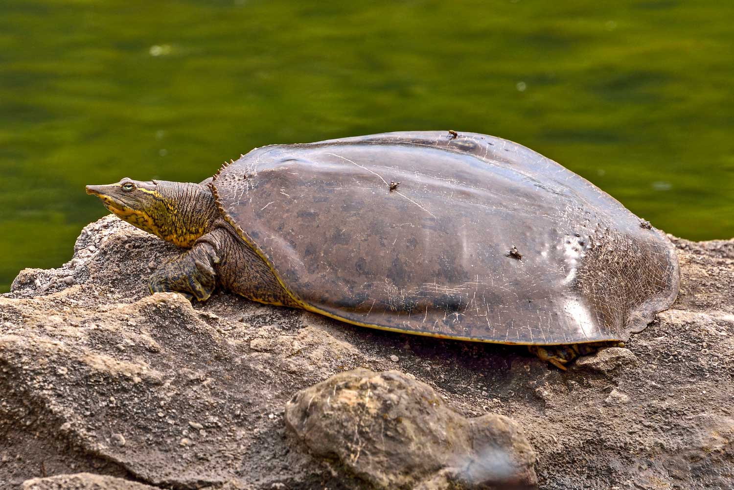 Are Softshell Turtles Dangerous