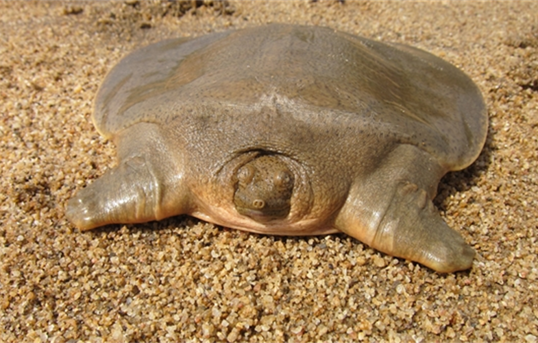 Are Softshell Turtles Endangered