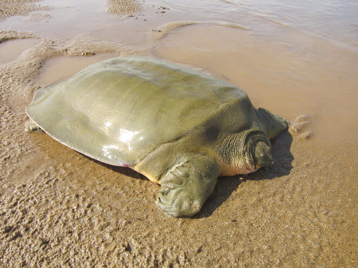 Are Softshell Turtles Rare