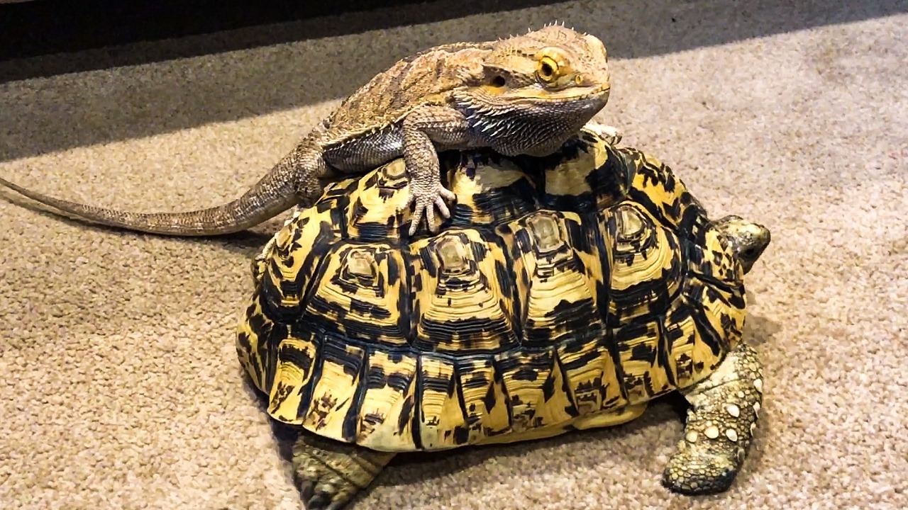 Can a Bearded Dragon Live With a Turtle