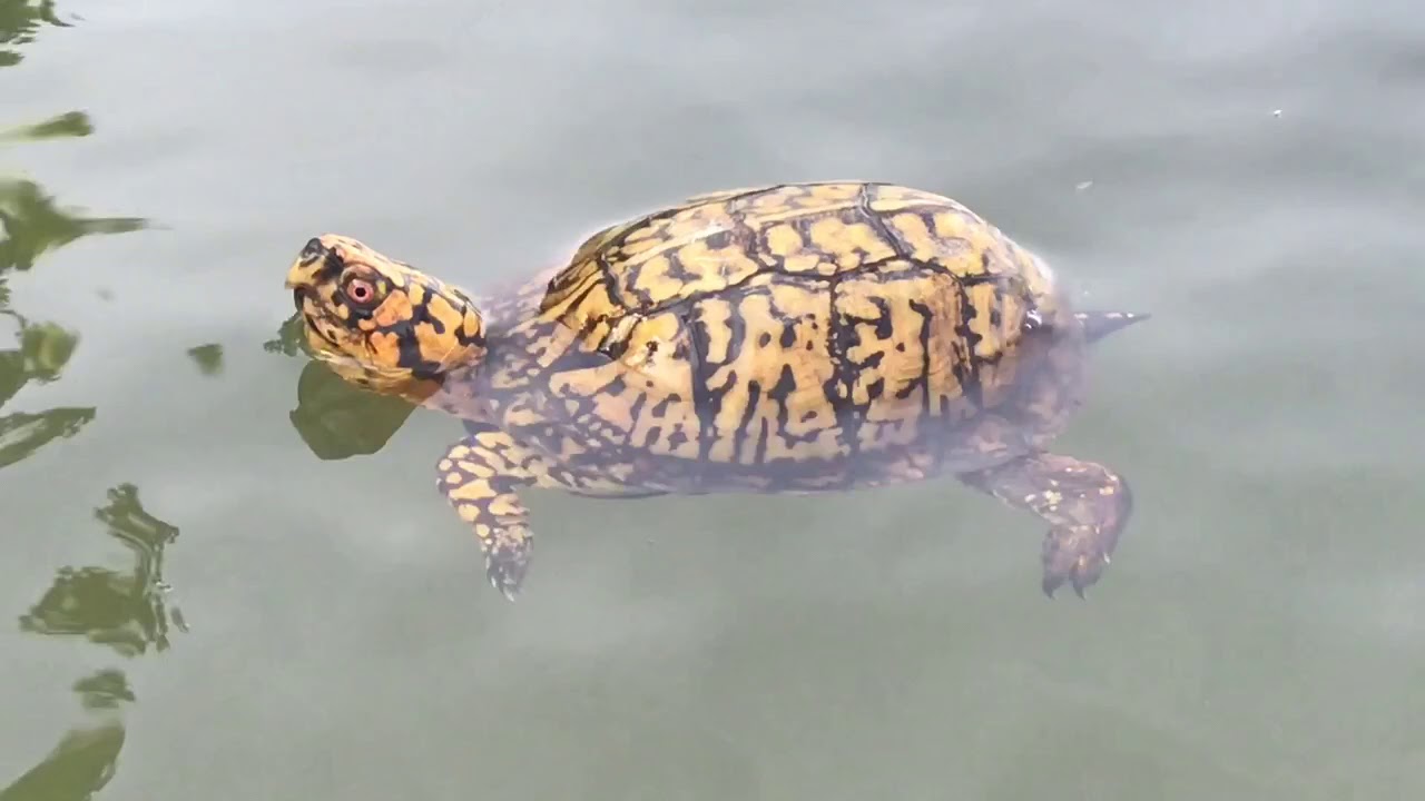 Can a Box Turtle Swim