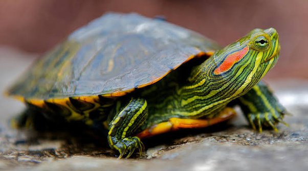 Can a Pet Turtle Survive in the Wild