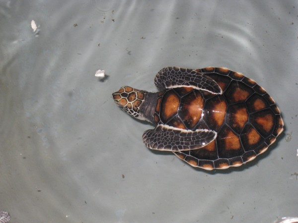 Can a Sea Turtle Live in Freshwater