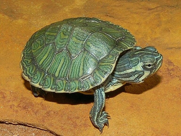 How Big Do Cumberland Slider Turtles Get - Turtlean