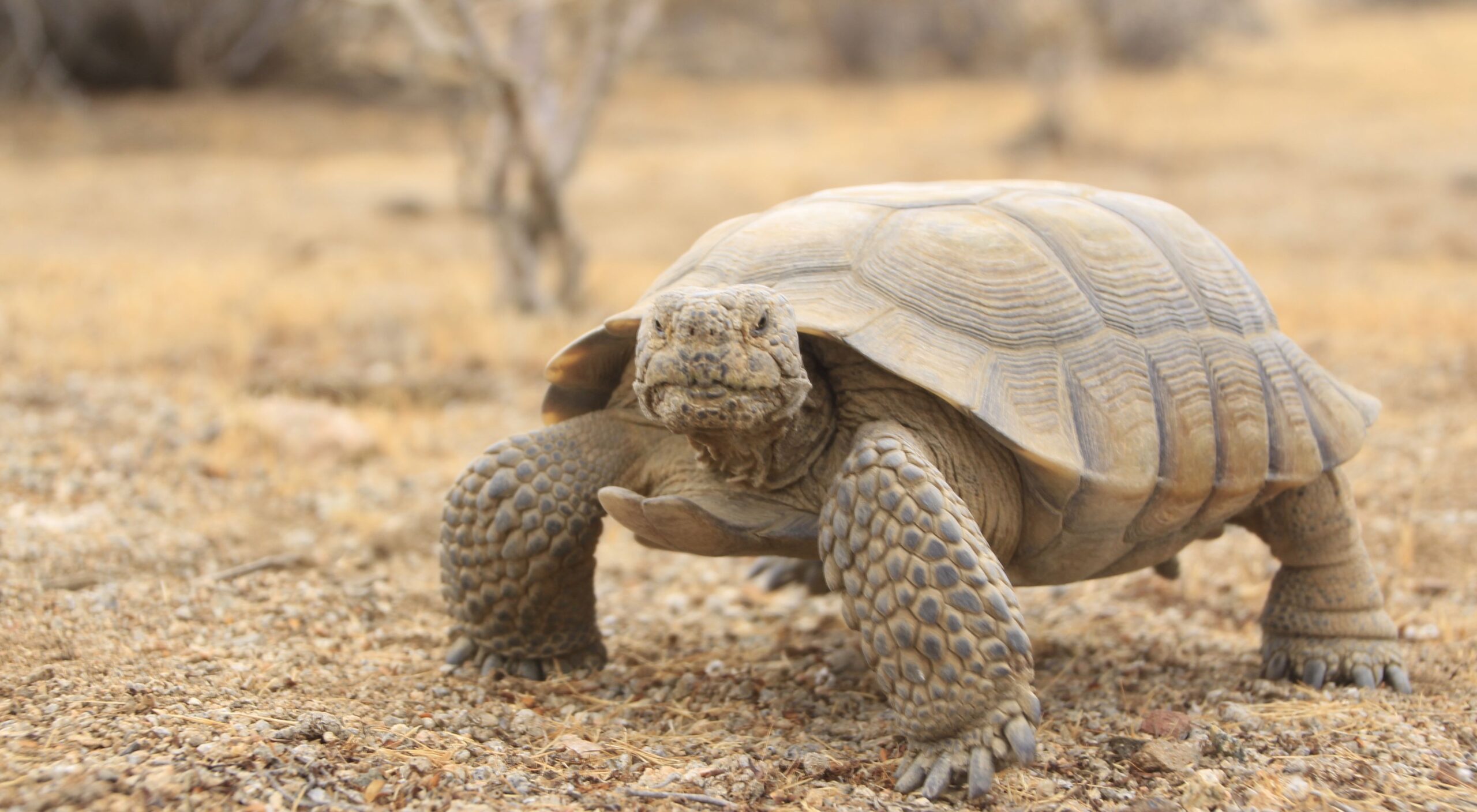 How Big Do Desert Tortoises Get