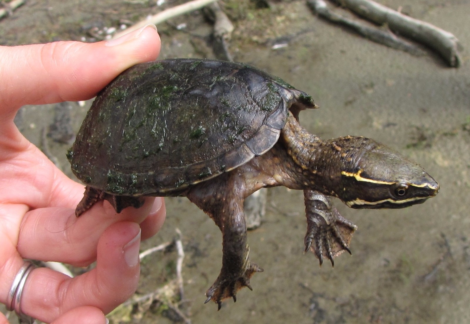 How Big Do Eastern Musk Turtles Get
