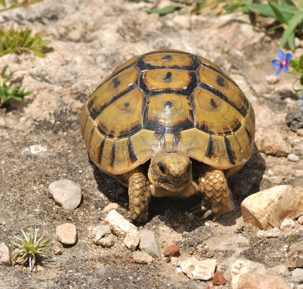 How Big Do Greek Tortoises Get