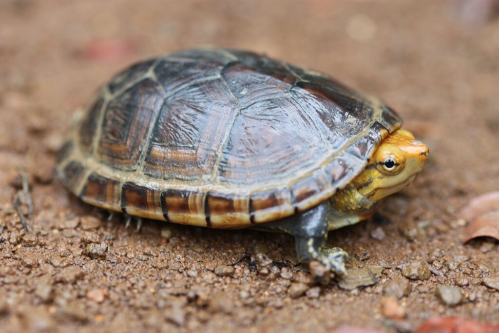 How Big Do Mud Turtles Get - Turtlean