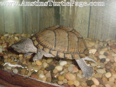 How Big Do Razorback Musk Turtles Get