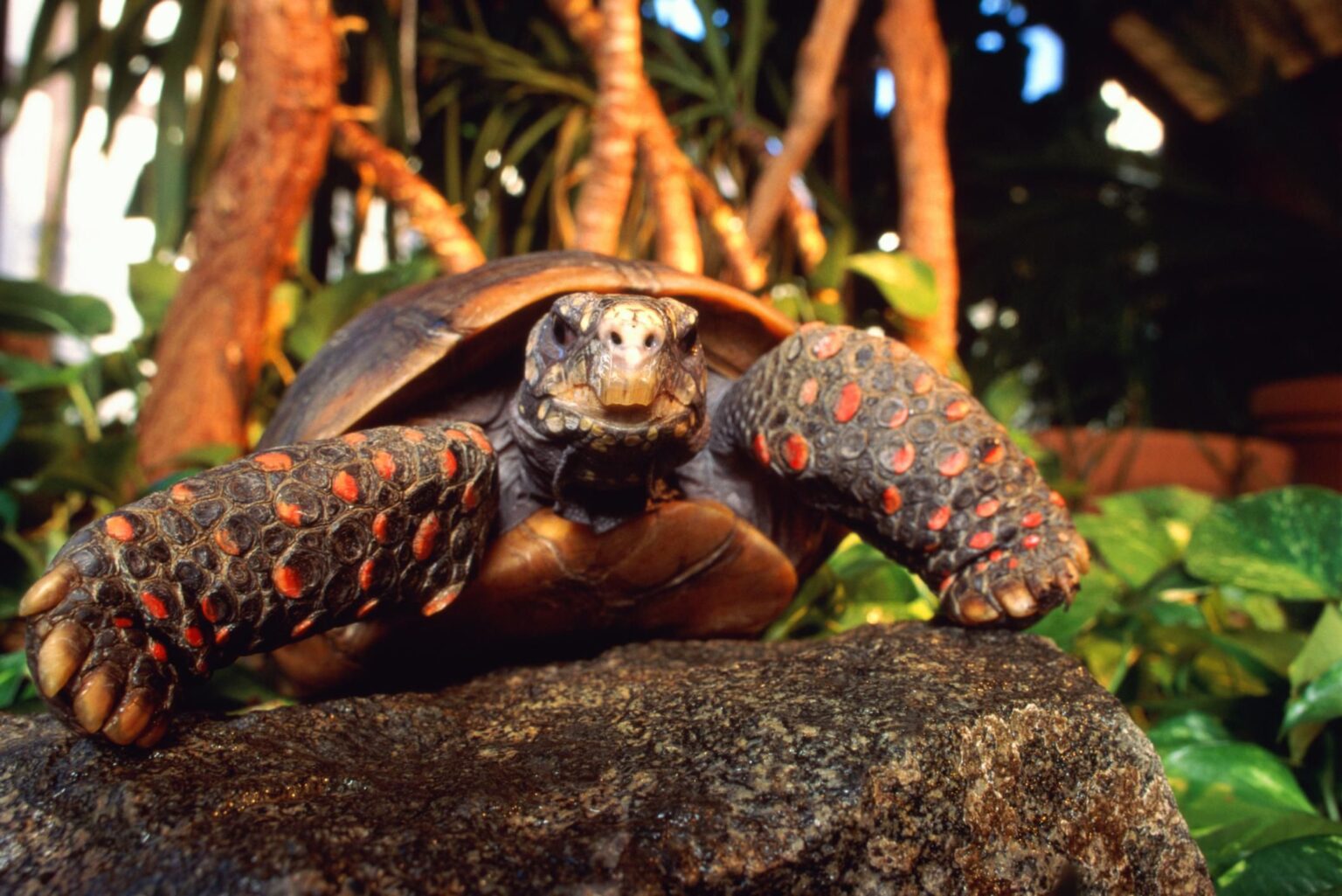 How Big Do Red Footed Tortoises Get - Turtlean