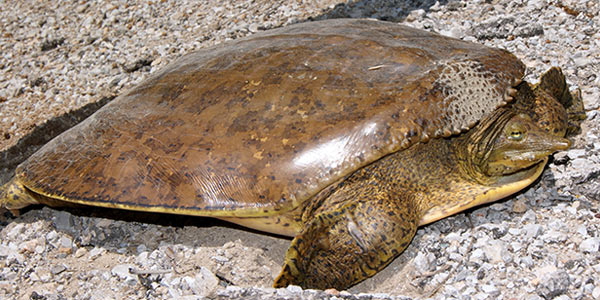 How Big Do Softshell Turtles Get