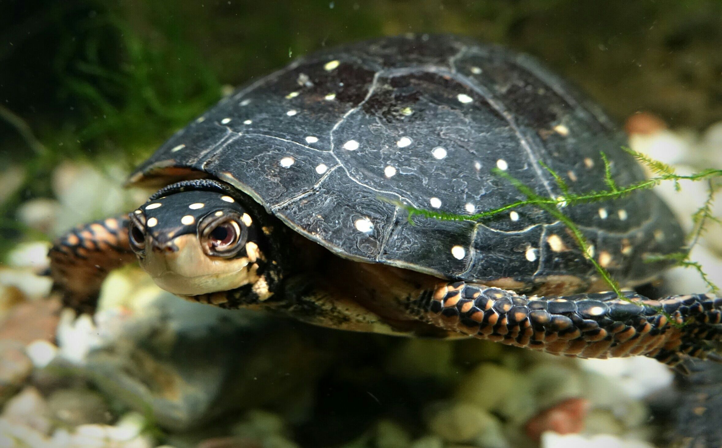 How Big Do Spotted Turtles Get
