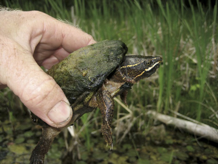 How Big Does a Musk Turtle Get