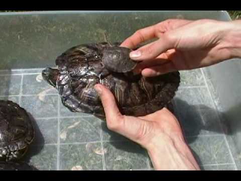 How Big Does a Red Slider Turtle Get