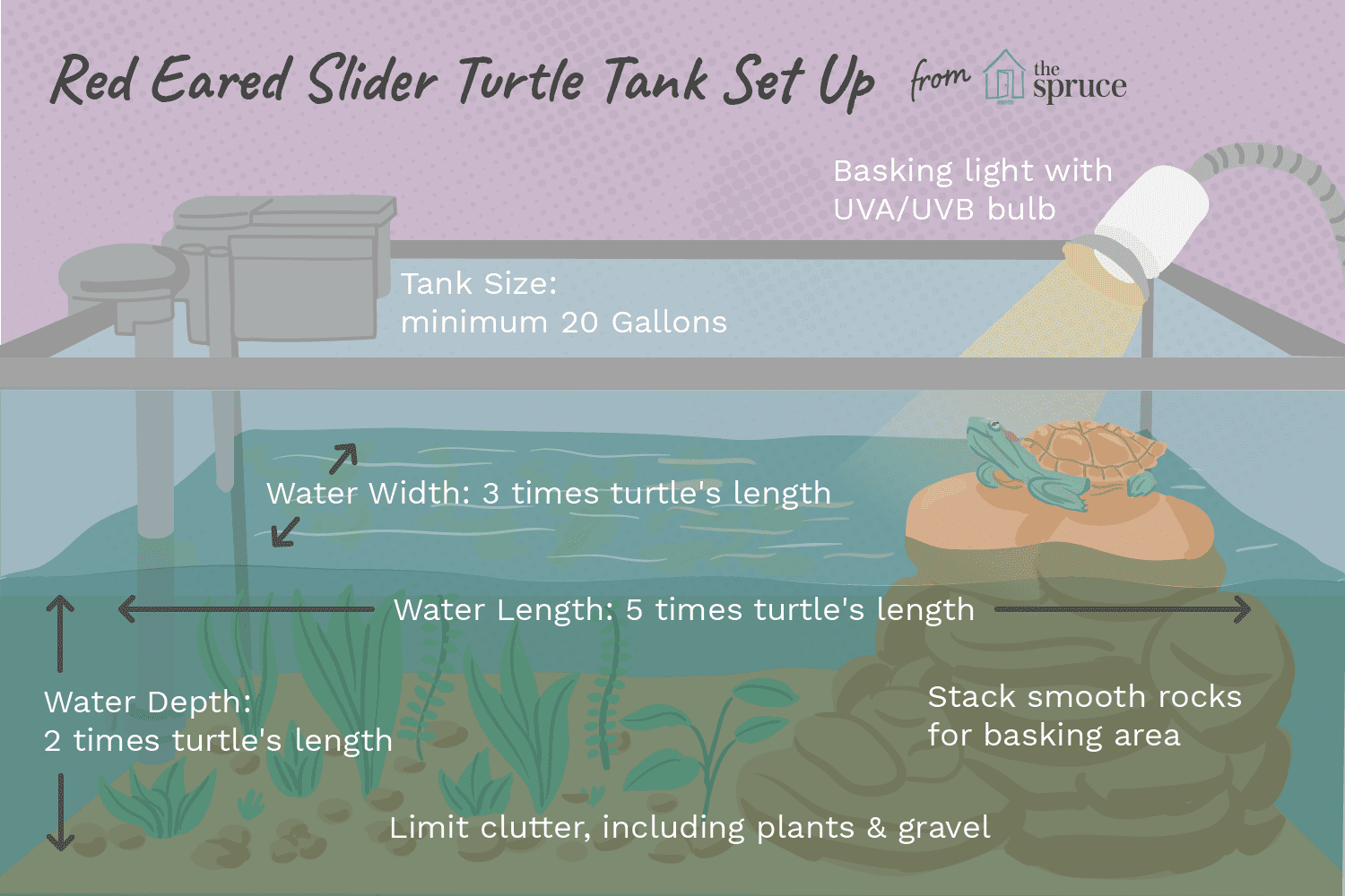 How Big Does a Turtle Tank Need to Be